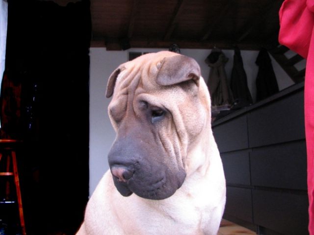 2010-Bao03.jpg