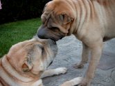 Sniff...pouah bonjour l'haleine !! 