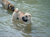 Zut, j'ai pas mon bonnet de bain !