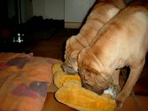 En pleine autopsie du coussin !