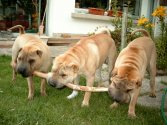 Une brochette de Sharpei