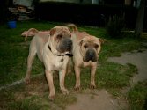 Le fils & le pre