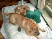 Ukyo & Uzy & Shaoxing