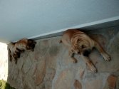 Trio  l'ombre