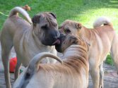 petits bisous entre amis