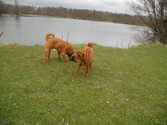 Les chiots dans la neige